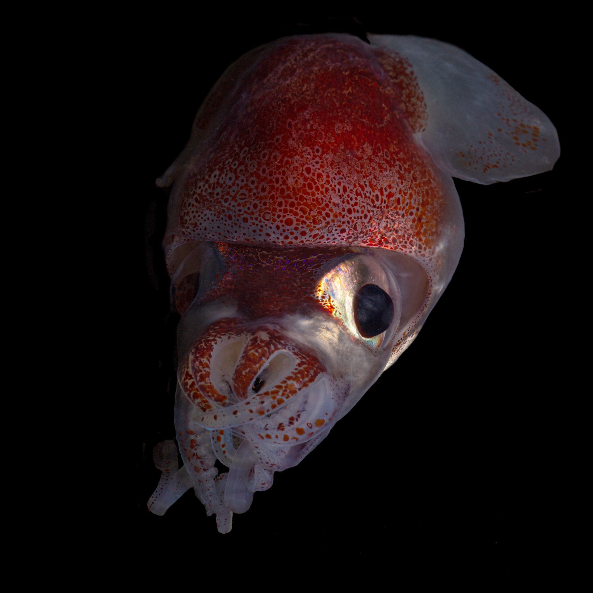 Bobtail squid (order Sepiolida) are a group of cephalopods closely related to cuttlefish. Bobtail squid tend to have a rounder mantle than cuttlefish and have no cuttlebone. Photo by Paul Caiger, Woods Hole Oceanographic Institution. 