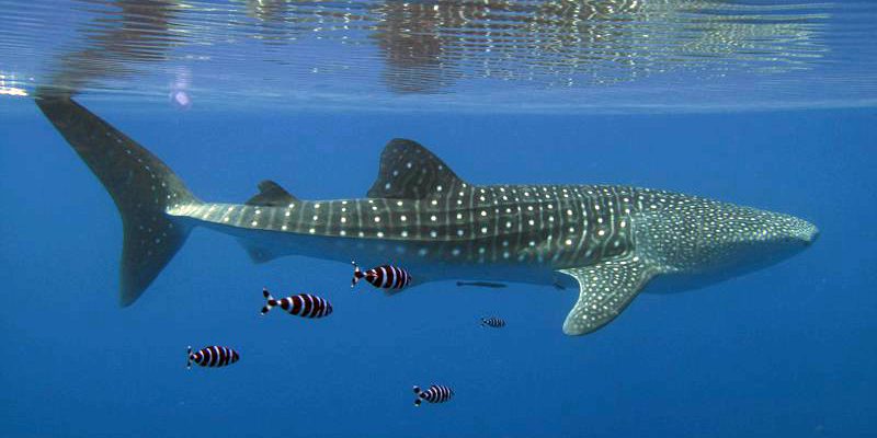 Whale shark. Photo by Simon Thorrold © Woods Hole Oceanographic Institution