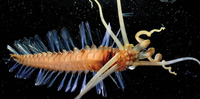 The Ocean Twilight Zone is home to some bizarre and beautiful life, like this showy bristle worm. Most of the species living in the zone, however, have yet to be discovered.