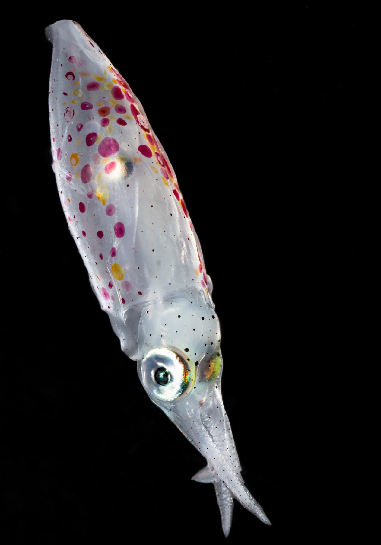 Confetti squid. Photo by Paul Caiger, Woods Hole Oceanographic Institution.