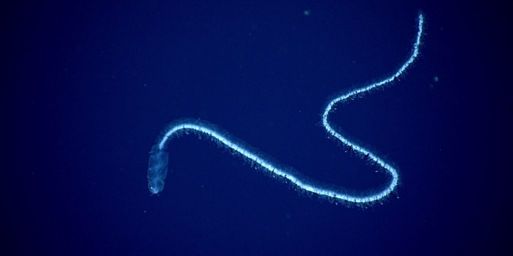 Siphonophore observed during the midwater portion of a dive by the NOAA Office of Exploration and Research off the coast of Puerto Rico in 2017. (Image courtesy of NOAA OER)